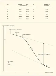 Contrôle et état respiratoires - crédits : Encyclopædia Universalis France