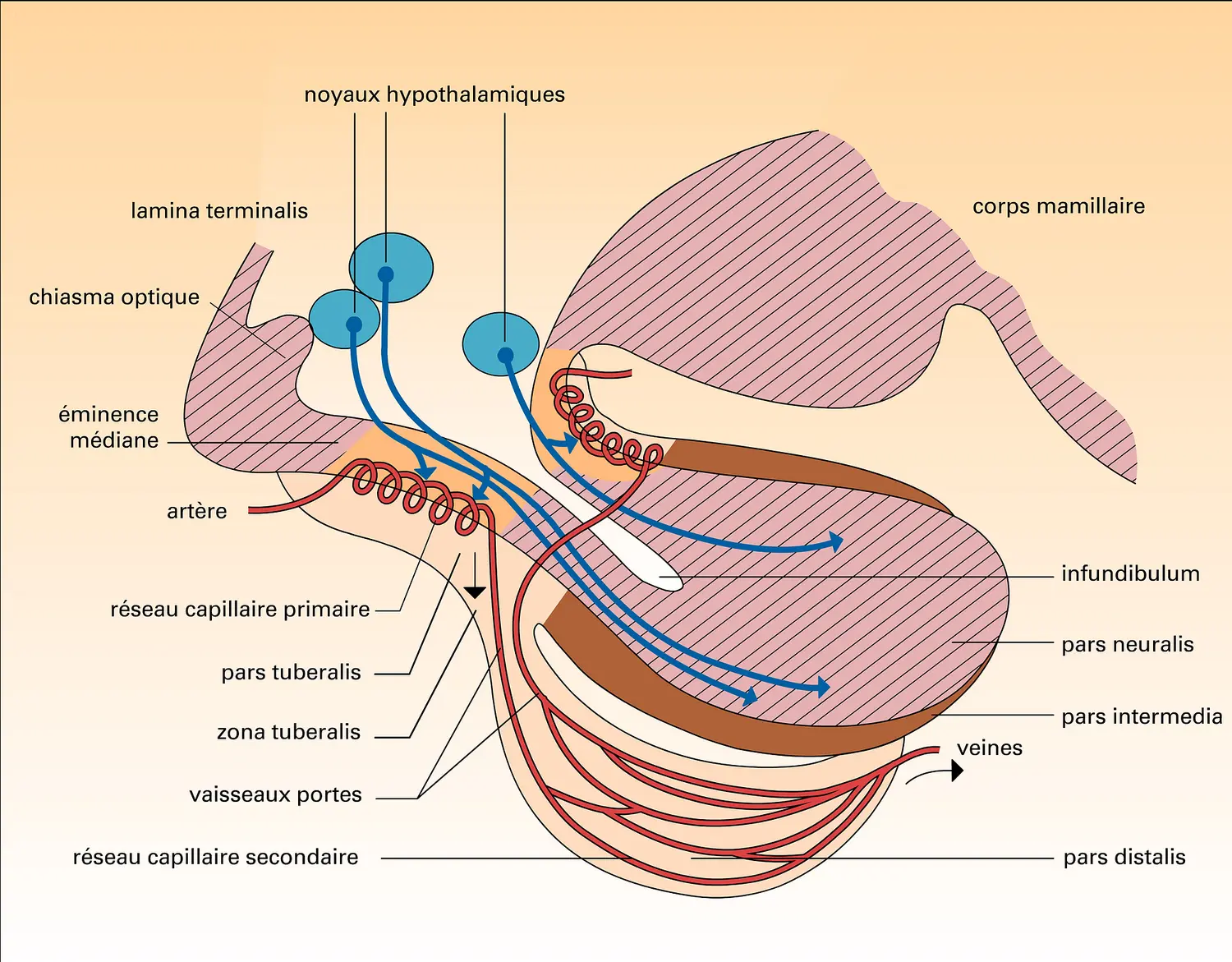 Relations hypothalamo-hypophysaires