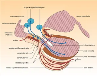 Relations hypothalamo-hypophysaires - crédits : Encyclopædia Universalis France