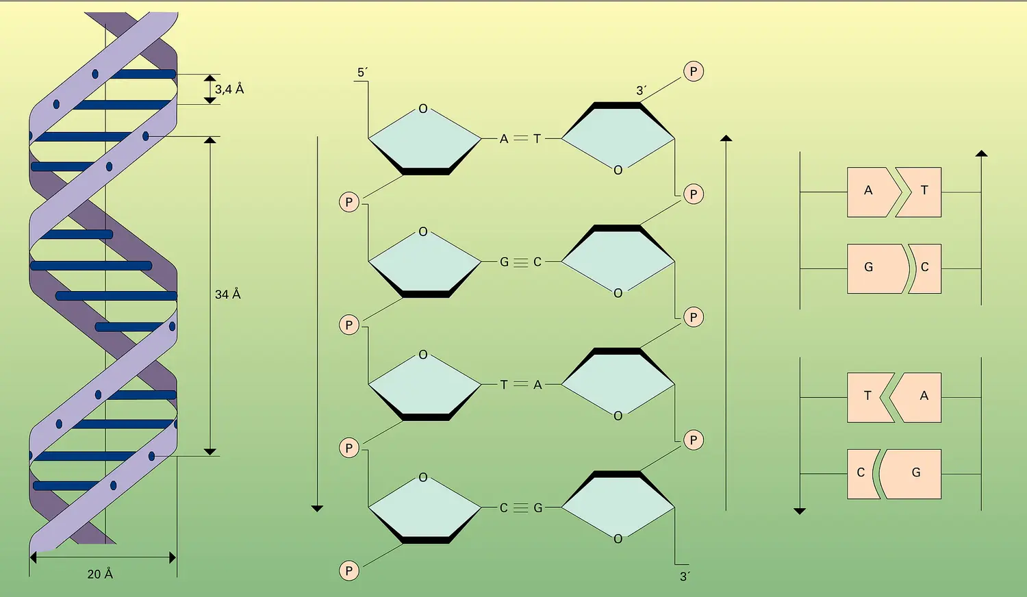 Structure bicaténaire de l'ADN