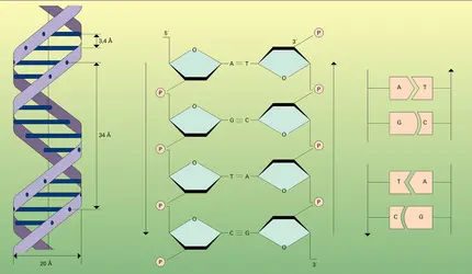 Structure bicaténaire de l'ADN - crédits : Encyclopædia Universalis France