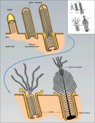 Naissance d'une plume - crédits : Encyclopædia Universalis France