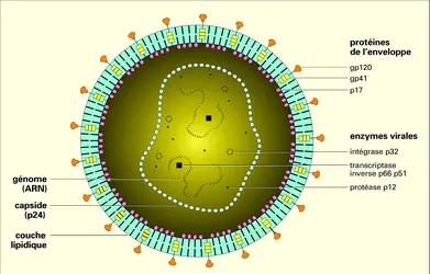 Virion VIH - crédits : Encyclopædia Universalis France