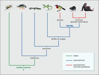 Sommeil des animaux - crédits : Encyclopædia Universalis France