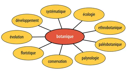 Disciplines de la botanique - crédits : Encyclopædia Universalis France