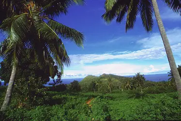 Végétation équatoriale aux Comores - crédits : D. Inassian/ De Agostini/ Getty Images