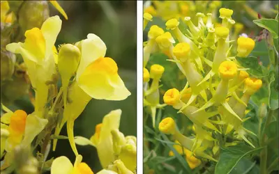 Fleurs <em>Linaria vulgaris</em> de formes très différentes - crédits : John Grimshaw
