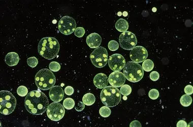 Algues vertes - crédits : 	Robert Pickett/ Corbis documentary/ Getty Images