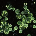 Algues vertes - crédits : 	Robert Pickett/ Corbis documentary/ Getty Images