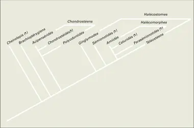 Actinoptérygiens : cladogramme - crédits : Encyclopædia Universalis France