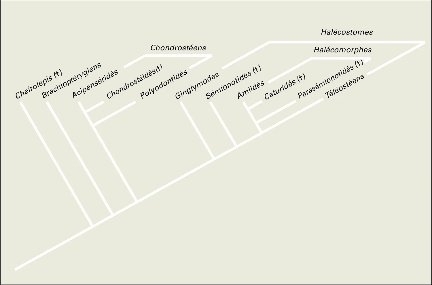 Actinoptérygiens : cladogramme