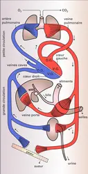 Appareil circulatoire humain - crédits : Encyclopædia Universalis France