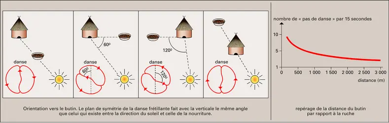 Langage des abeilles - crédits : Encyclopædia Universalis France