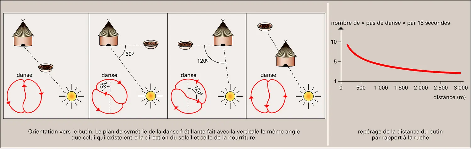 Langage des abeilles