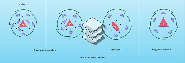 Polygonales : structure florale - crédits : Encyclopædia Universalis France