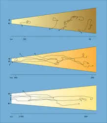 Larves photonégatives de Calotermes flavicollis - crédits : Encyclopædia Universalis France