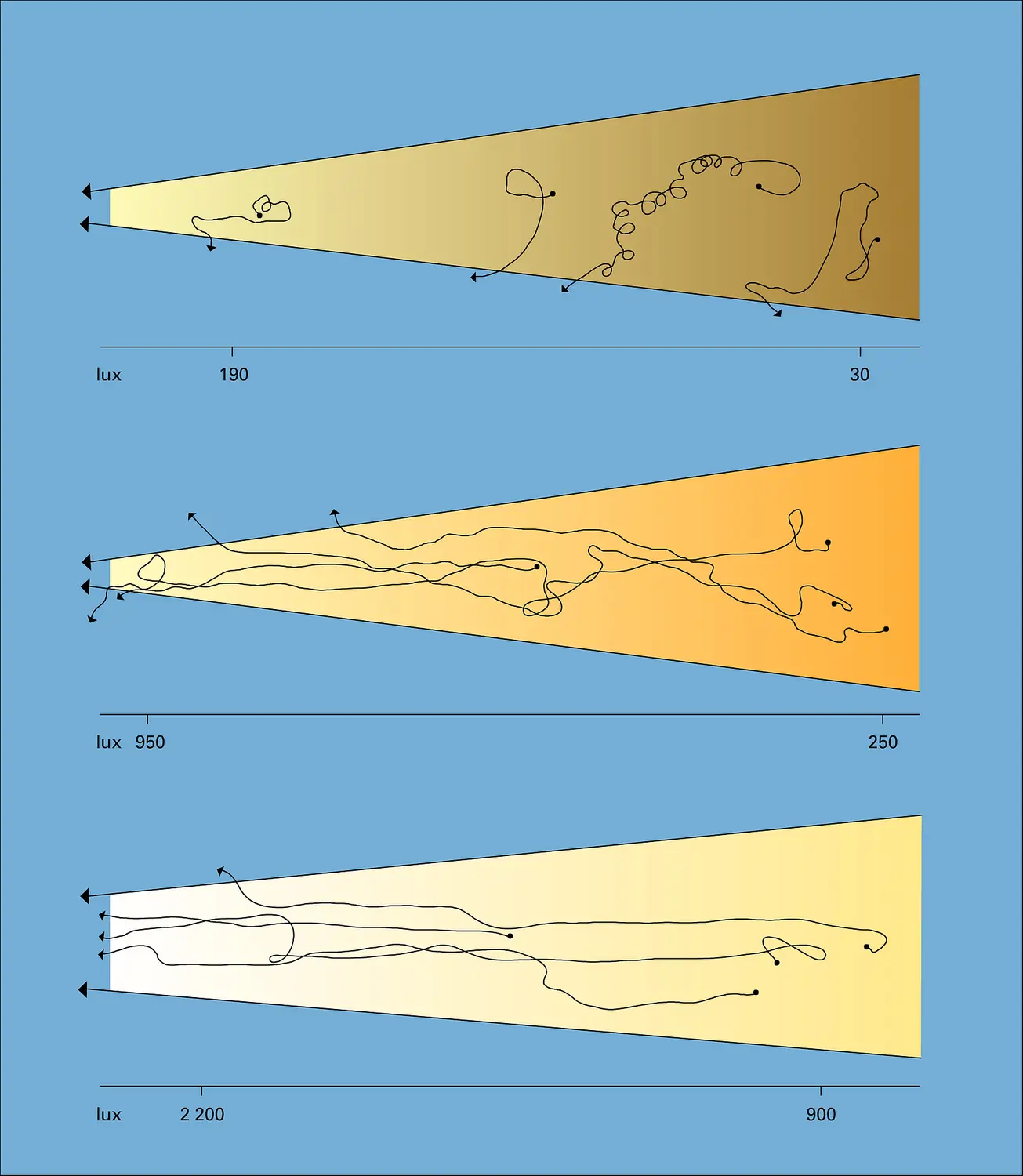 Larves photonégatives de Calotermes flavicollis