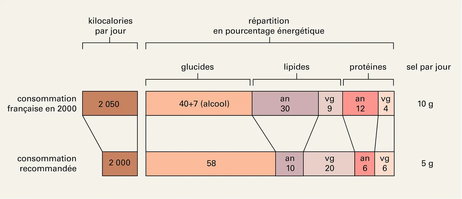 Nutrition: régime alimentaire du Français