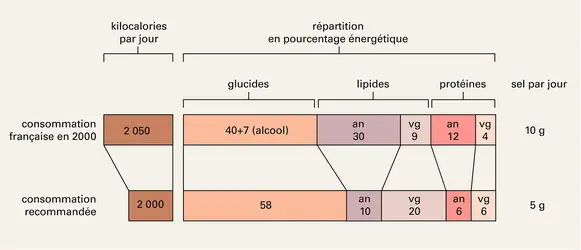 Nutrition: régime alimentaire du Français - crédits : Encyclopædia Universalis France