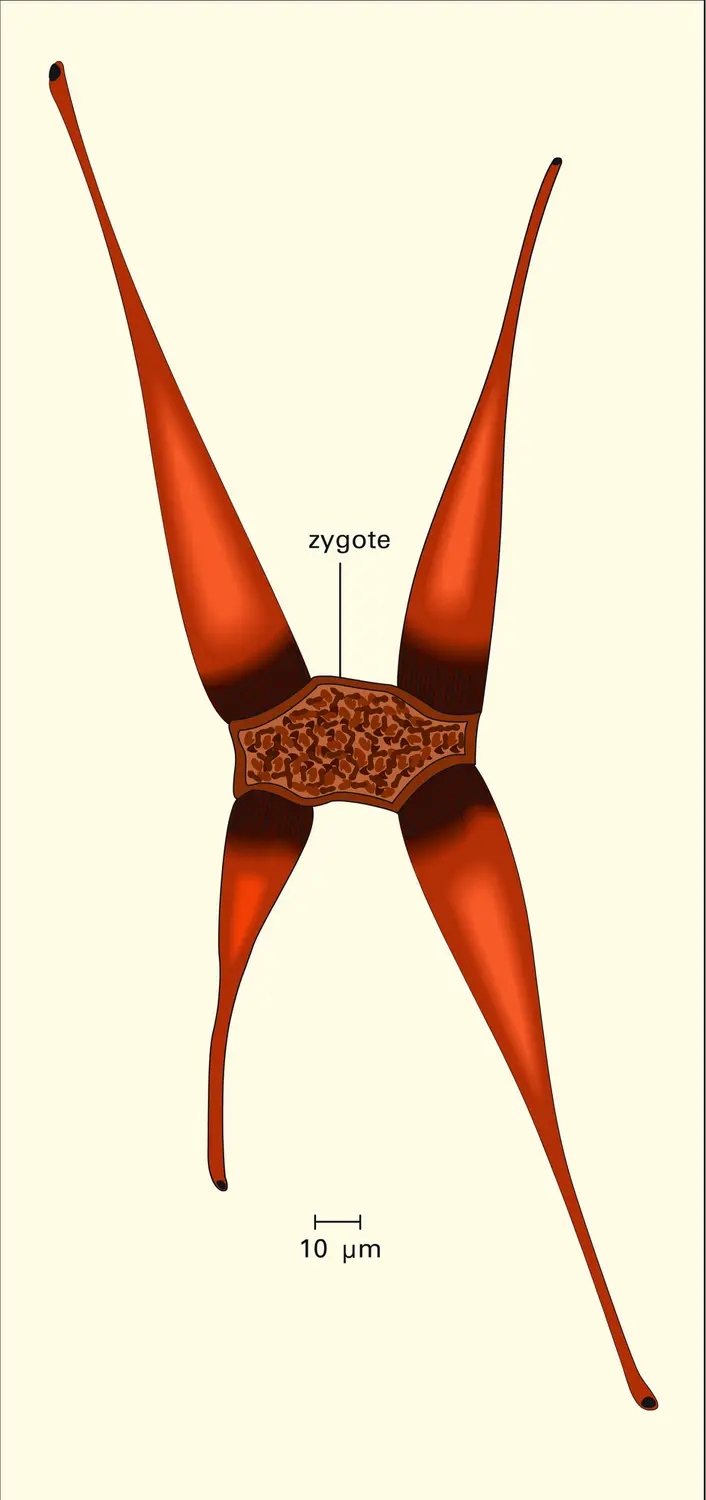 Zygotes - vue 2