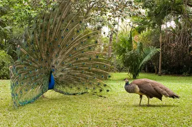 Paon bleu - crédits : Gerard Soury/ The Image bank/ Getty Images