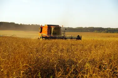 Culture du blé, Ukraine - crédits : Agrogénération/ D.R.