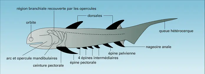 Climatius - crédits : Encyclopædia Universalis France