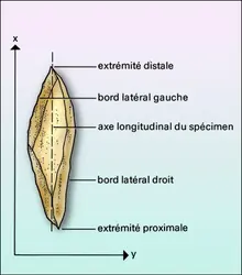 Fragment de pointe biconique en os - crédits : Encyclopædia Universalis France