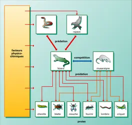 Système population-environnement - crédits : Encyclopædia Universalis France