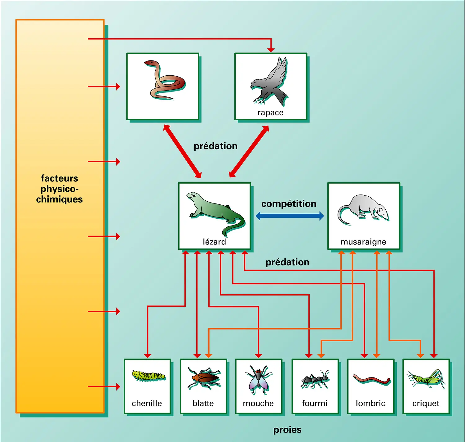 Système population-environnement