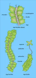 Lophocolea heterophylla - crédits : Encyclopædia Universalis France