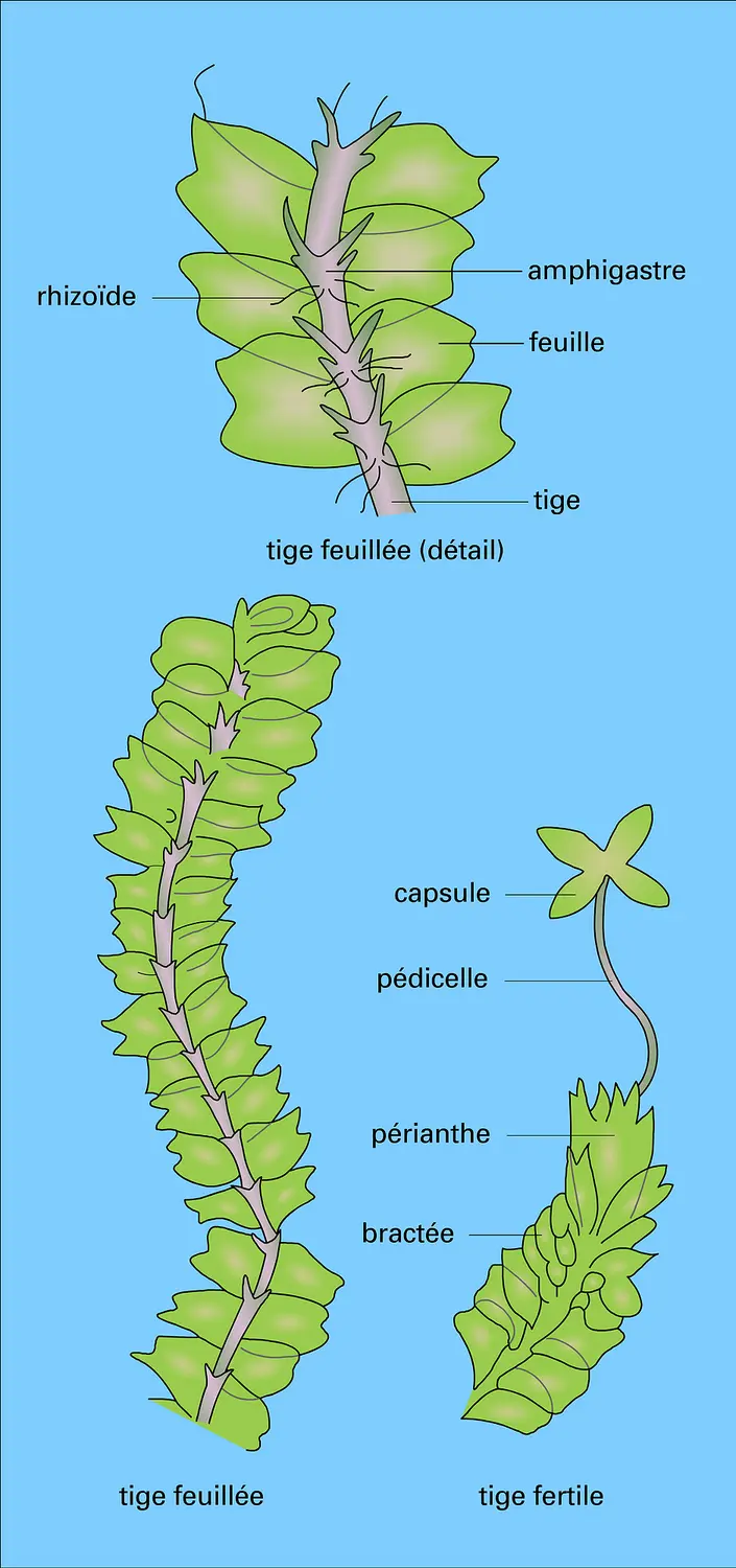 Lophocolea heterophylla