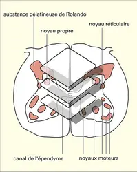 Substance grise et noyaux - crédits : Encyclopædia Universalis France
