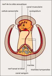 Decticus verrucivorus : tibia antérieur - crédits : Encyclopædia Universalis France