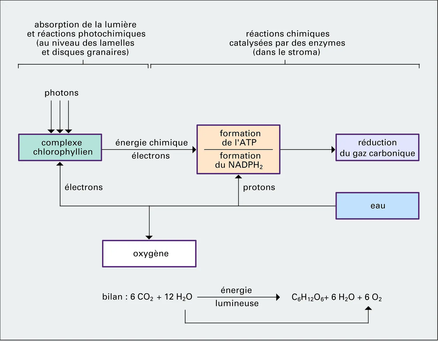 Réactions photochimiques et sombres