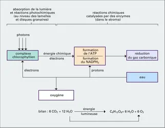 Réactions photochimiques et sombres - crédits : Encyclopædia Universalis France