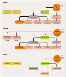 Catégorisation des prédateurs chez le vervet - crédits : Encyclopædia Universalis France