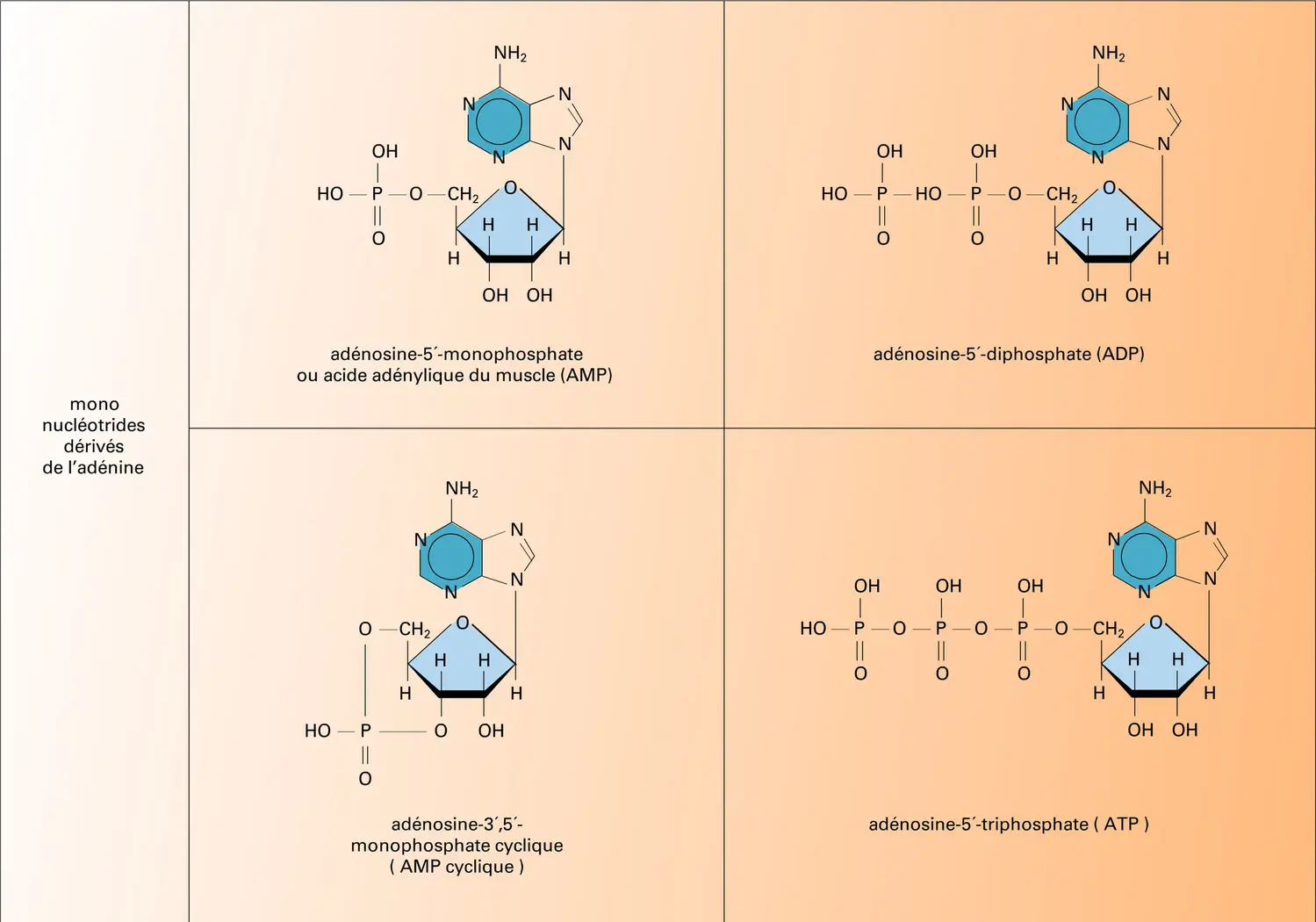 Nucléosides et nucléotides dérivés de l'adénine - vue 2