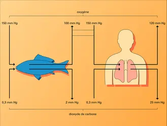 Respiration chez un animal aquatique et chez l'homme - crédits : Encyclopædia Universalis France