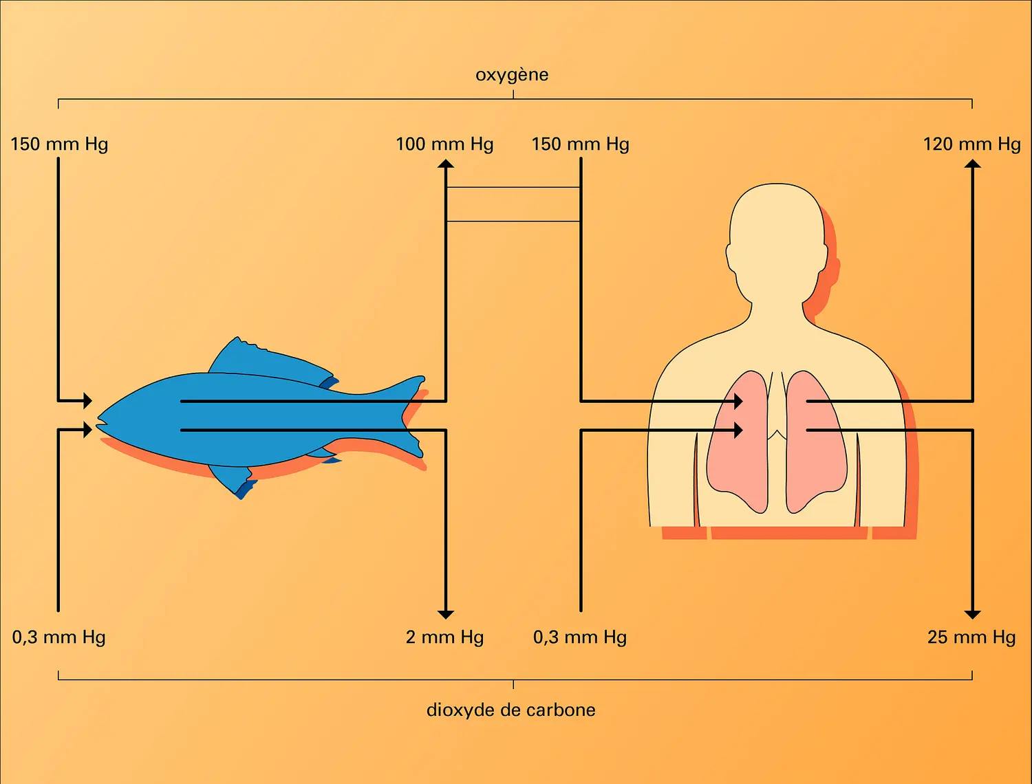 Respiration chez un animal aquatique et chez l'homme