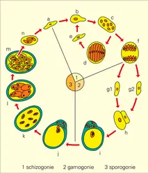 Adelina Cryptocerci : cycle - crédits : Encyclopædia Universalis France