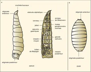 Calliphora : larve et nymphe - crédits : Encyclopædia Universalis France