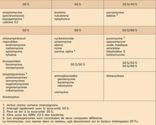 Spécificité des inhibiteurs de la traduction - crédits : Encyclopædia Universalis France