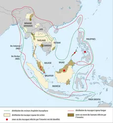 Distribution géographique de<em> Plasmodium knowlesi</em>, de son vecteur et de ses porteurs - crédits : Encyclopædia Universalis France