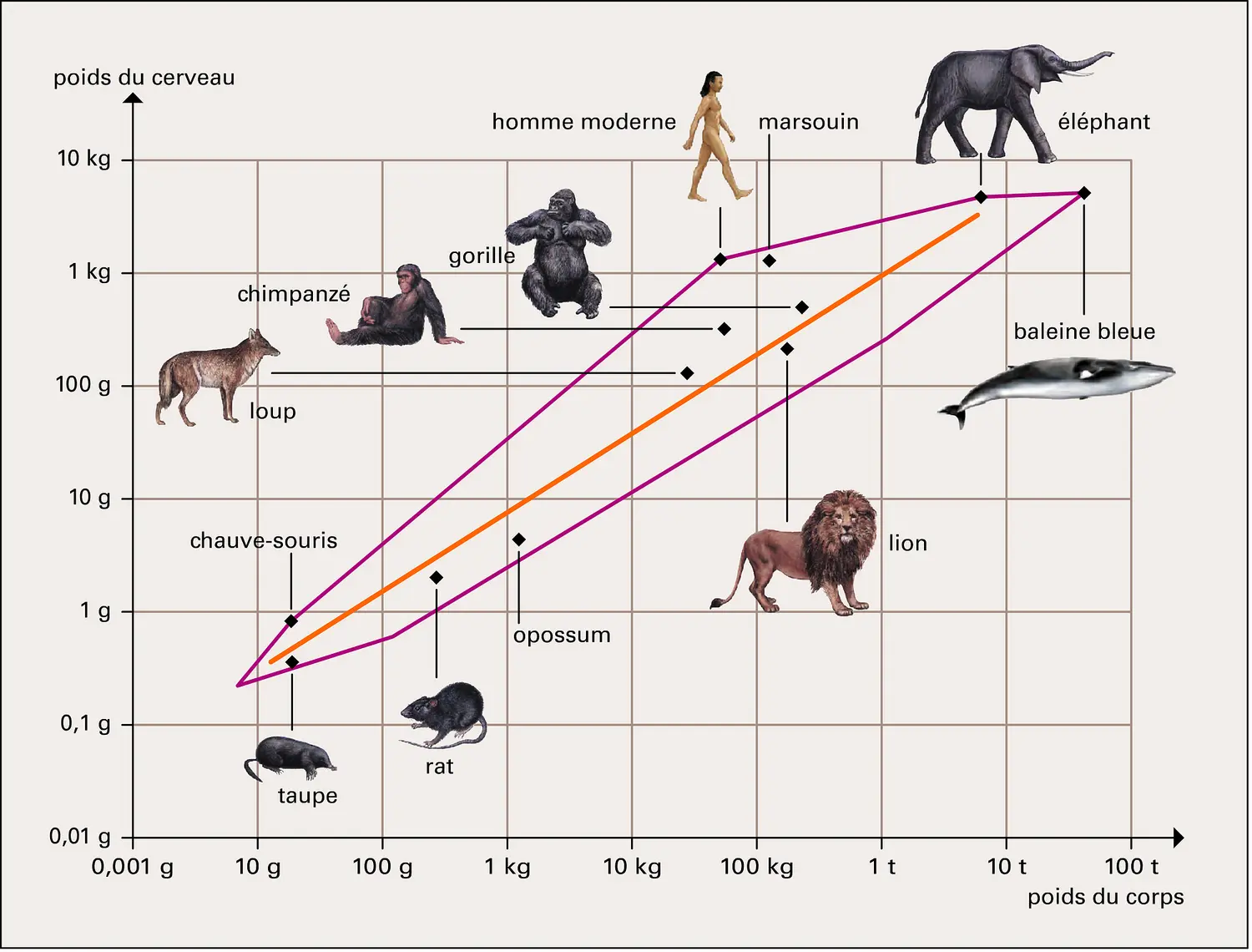 Poids du cerveau chez les mammifères