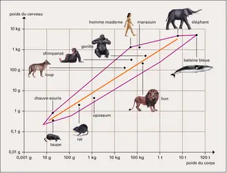 Poids du cerveau chez les mammifères - crédits : Encyclopædia Universalis France