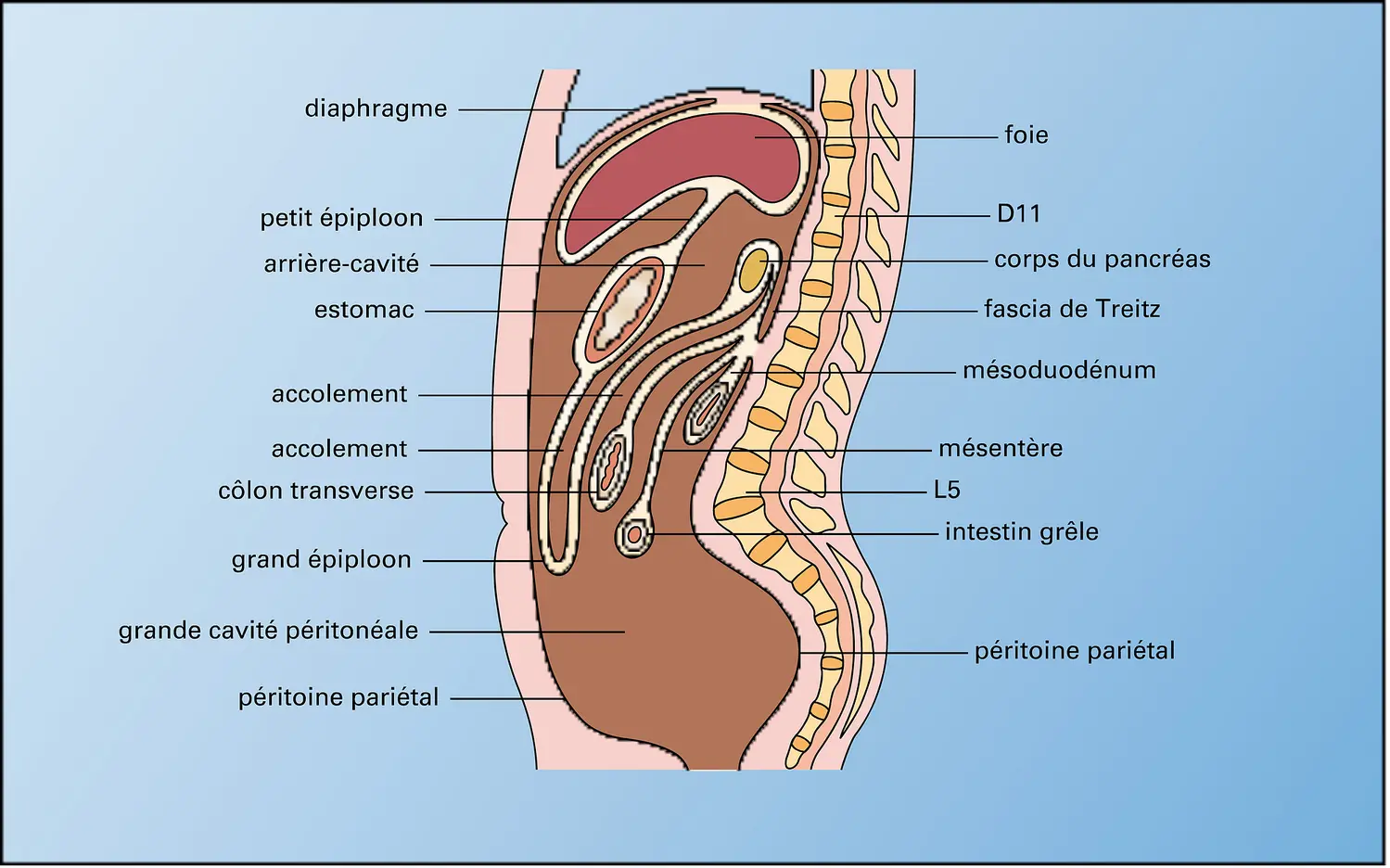 Coupe sagittale de l'abdomen