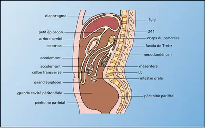 Coupe sagittale de l'abdomen - crédits : Encyclopædia Universalis France