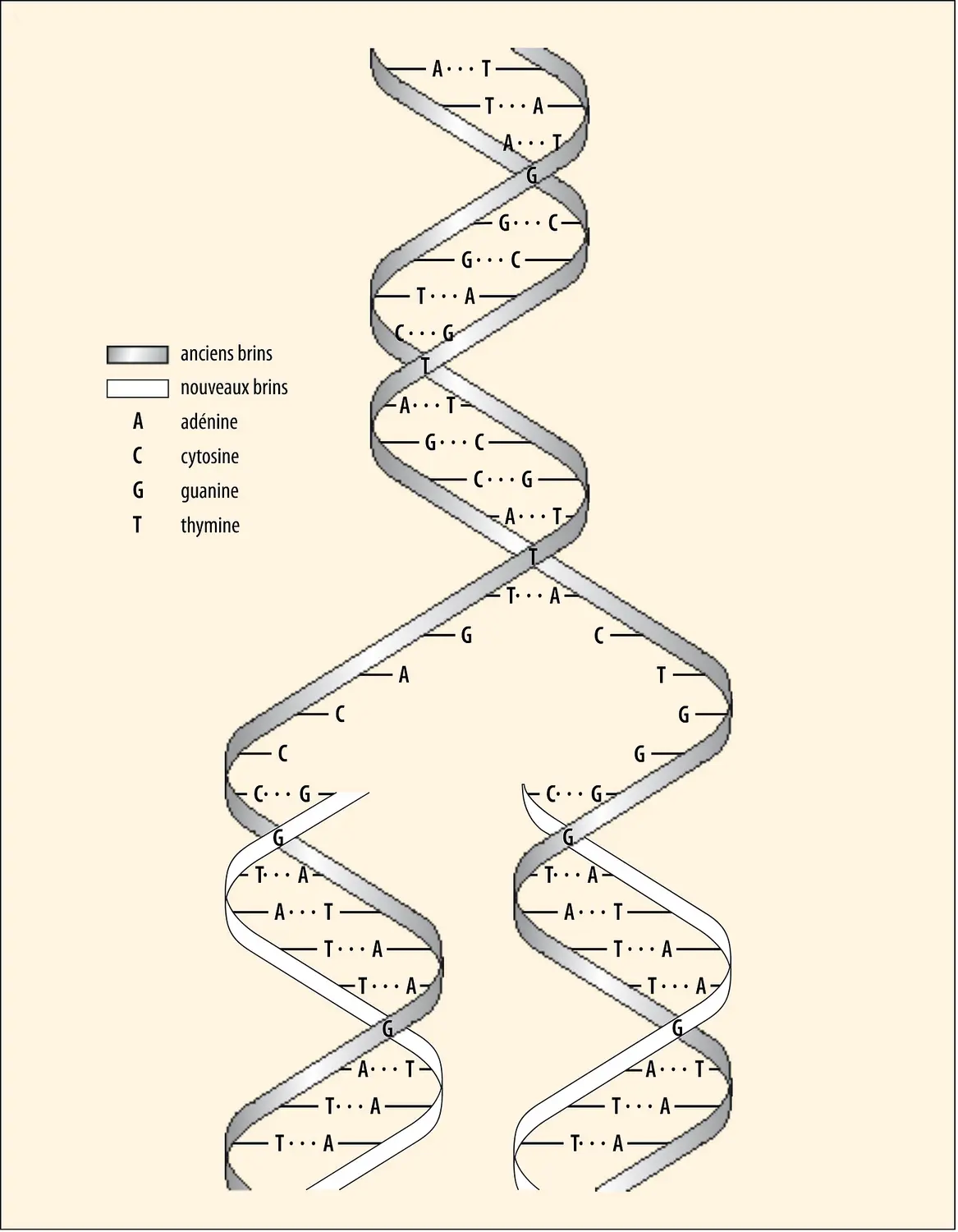 Réplication de l'ADN