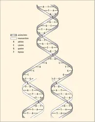 Réplication de l'ADN - crédits : Encyclopædia Universalis France